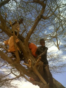 Children_climbing_a_tree_in_the_Dadaab_refugee_camp,_north-east_Kenya_(5942667619)