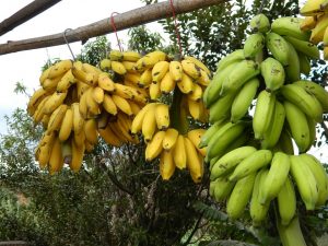 bunch-of-bananas-101594_960_720